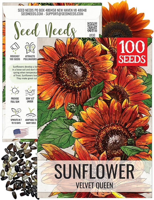 Seed Needs Velvet Queen Sunflower Seeds for Planting Red-Orange Flowers - Heirloom & Open Pollinated Flower Seed to Plant an Outdoor Butterfly Garden (1 Pack)