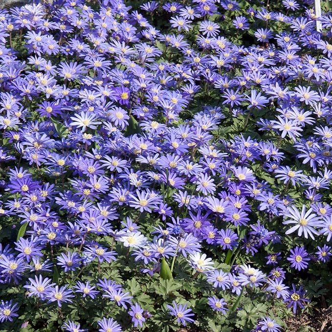 Votaniki Anemone Blanda Blue Shades Bulbs - Vibrant Blue Flowers with Fern Like Foliage, Anemone Blanda ‘Blue Shades’ (Grecian Windflower) | Spring Blooming Perennial - Easy to Grow (12 Pack)
