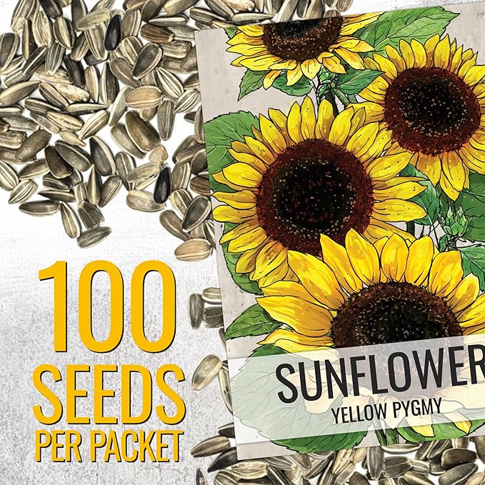Seed Needs Dwarf Sunflower Seeds for Planting Yellow Pygmy Sunflowers - Heirloom & Open Pollinated Annual Cut Flowers - Perfect for Butterfly Gardens (1 Pack)
