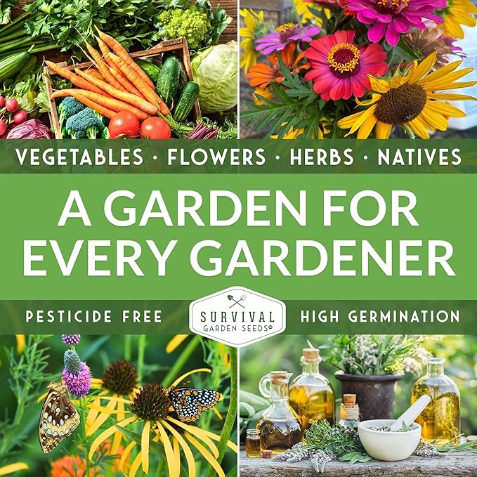 Toothache Plant Seeds for Planting - Acmella Oleracea Spilanthes Buzz Button Electric Daisy Medicinal Herb & Edible Flower - Heirloom Non-GMO Open Pollinated - Survival Garden Seeds (2 Pack)