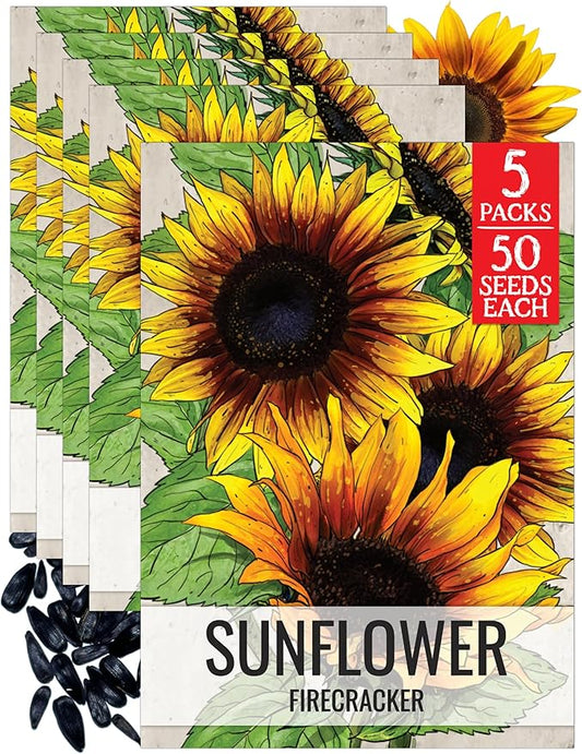 Seed Needs Firecracker Sunflower Seeds for Planting Sunflowers - Hybrid Flower Seed to Plant an Outdoor Home Grown Butterfly Garden (5 Packs)