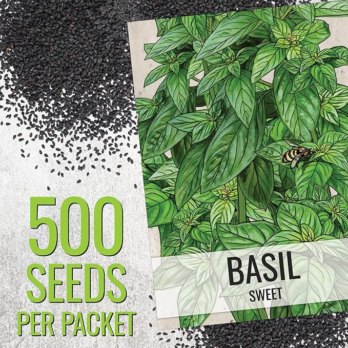 Seed Needs Sweet Genovese Basil Seeds for Planting - Non-GMO Heirloom & Untreated Culinary Herb Seed to Plant an Indoor or Outdoor Home Grown Kitchen Garden (2 Packs)