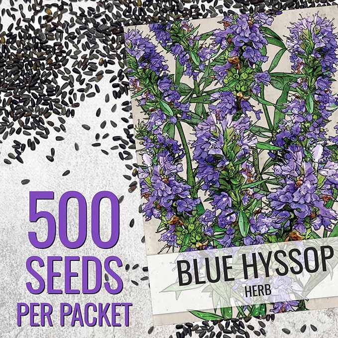 Seed Needs Hyssop Seeds for Planting Blue Hyssop Herbs - Non-GMO Heirloom & Untreated Hyssopus officinalis Seed to Plant an Indoor/Outdoor Medicinal Herb Garden (5 Packs)