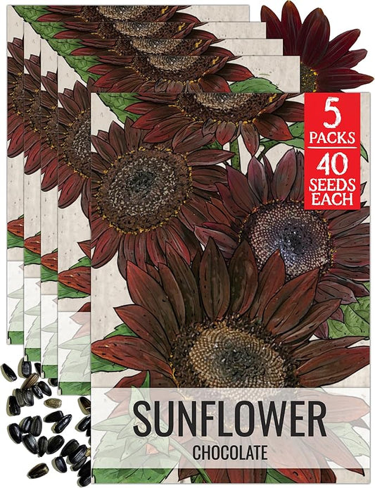 Seed Needs Sunflower Seeds for Planting Chocolate Sunflowers - Heirloom & Open Pollinated Flower Seed to Plant & Grow an Outdoor Wildflower Butterfly Garden (5 Packs)