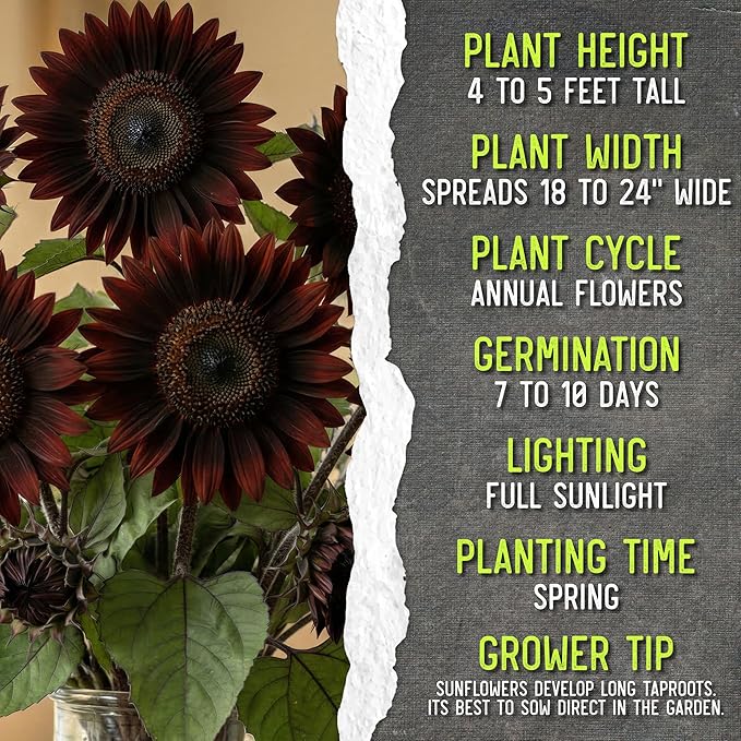 Seed Needs Chocolate Sunflower Seeds for Planting Dark Maroon Sunflowers - Heirloom & Open Pollinated Flower Seed to Plant & Grow an Outdoor Wildflower Butterfly Garden (1 Pack)