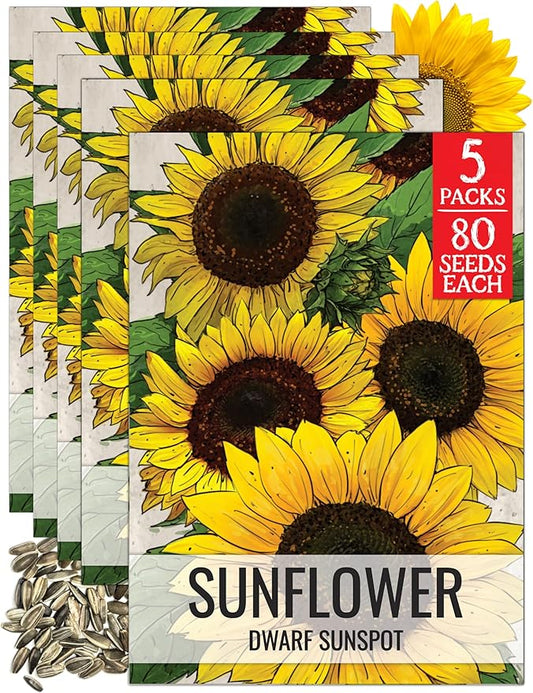 Seed Needs Sunflower Seeds for Planting Dwarf Sunspot Sunflowers - Heirloom & Open Pollinated Annual Cut Flower Seed to Plant 2 Foot Tall Sun Flowers (5 Packs)