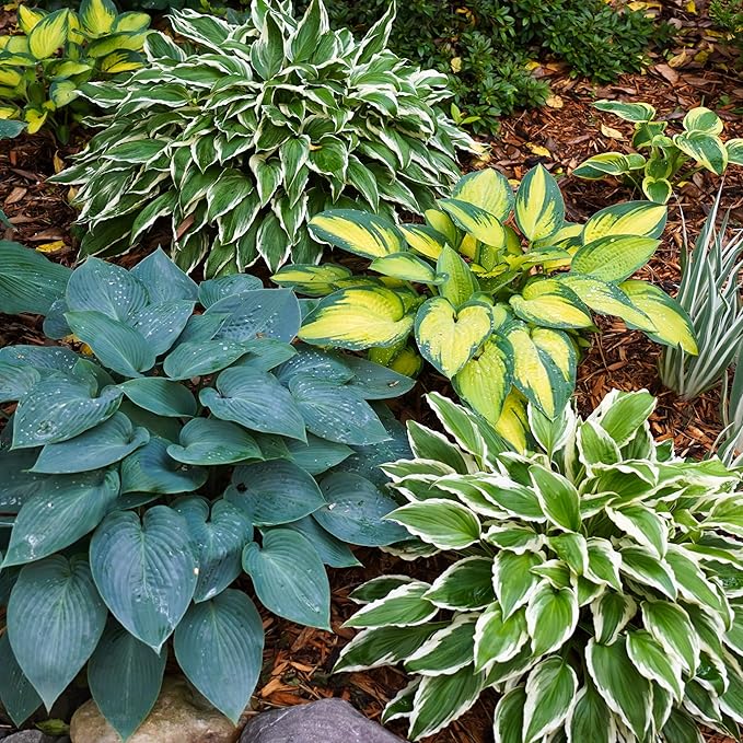 Garden State Bulb Hosta Variegated Mix, Bare Roots, Spring Planting (Bag of 18)