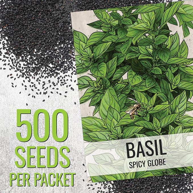 Seed Needs Spicy Globe Basil/Thai Basil Seeds for Planting Fresh Kitchen Herbs - Non-GMO Heirloom & Untreated Annual Herb Seed to Plant a Culinary Garden Indoors or Outdoors (2 Pack Duo)