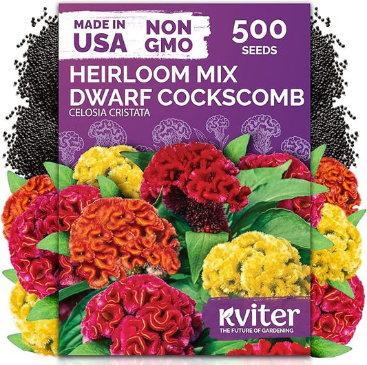 KVITER 500 Dwarf Mix Cockscomb Seeds for Planting (Celosia argentea) – Woolflower Rooster Comb Celosia Seeds for Planting Flowers – Heirloom Flowers Plant Seed Mix Garden Container Flower Beds Outdoor