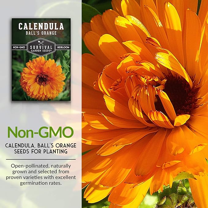 Ball’s Orange Calendula Seeds for Planting – Medicinal Herb & Edible Flower with Bright Orange Blooms – Heirloom Pot Marigold for Skin Care & Teas – Survival Garden Seeds (3 Packs)