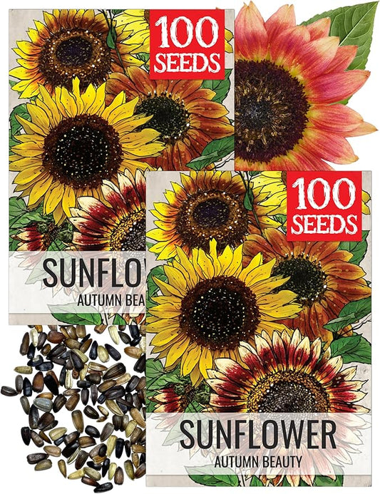 Seed Needs Sunflower Seeds to Plant Autumn Beauty Sunflowers (Mixture) - Heirloom & Open Pollinated Flower Seed to Plant an Outdoor Wildflower Butterfly Garden - Makes a Great Cut Flower (2 Packs)