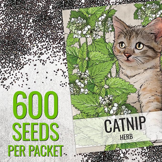 Seed Needs Catnip Seeds for Planting Nepeta cataria - Non-GMO Heirloom & Untreated Herb Seed to Plant & Grow an Outdoor Home Grown Garden (10 Packs)