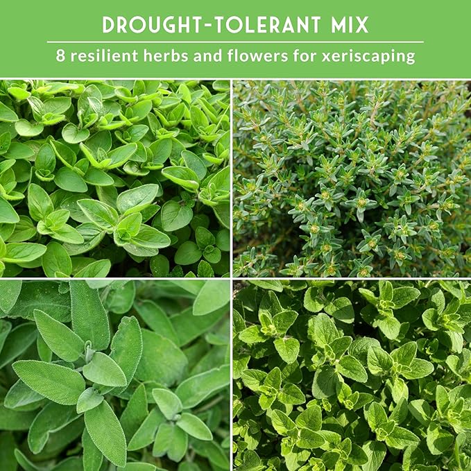 Drought-Tolerant Flower & Herb Seed Collection - 8 Packets of Seeds to Grow Drought-Resistant Plants for Growing in Xeriscape Gardens - Non-GMO Heirloom Open-Pollinated - Survival Garden Seeds