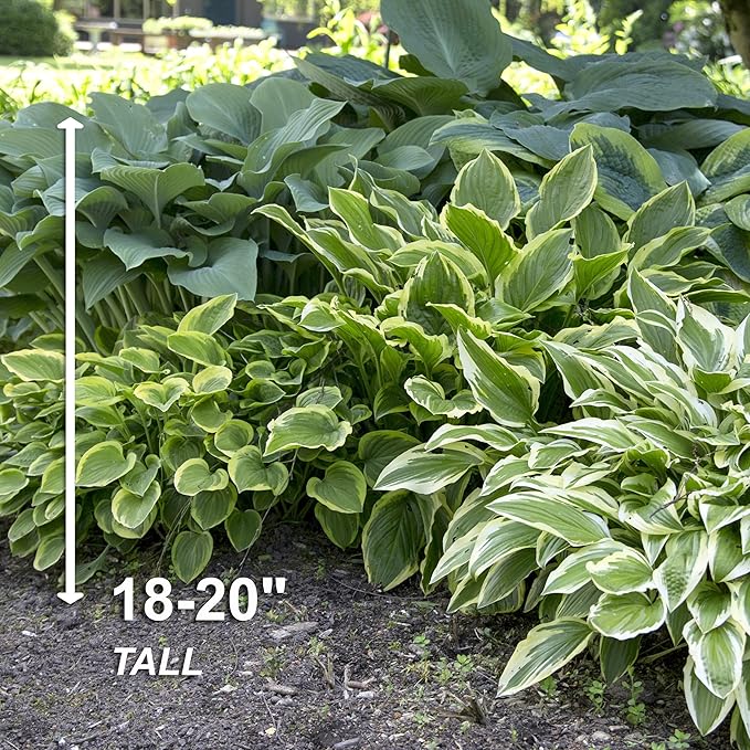Garden State Bulb Hosta Variegated Mix, Bare Roots, Spring Planting (Bag of 18)