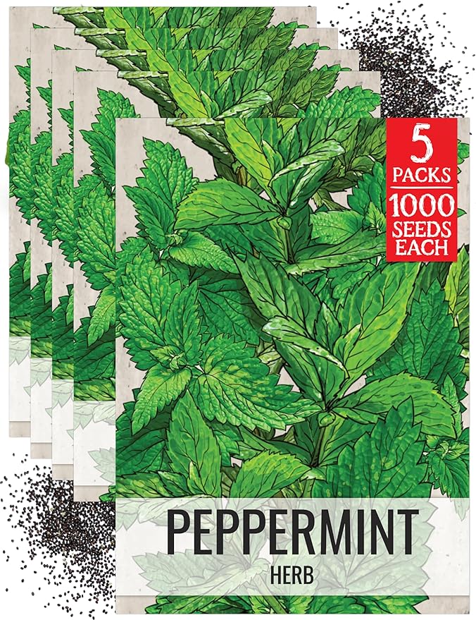 Seed Needs Peppermint Seeds for Planting - Non-GMO Heirloom & Untreated - Medicinal/Culinary Herb to Plant a Home Grown Indoor or Outdoor Garden (5 Packs)
