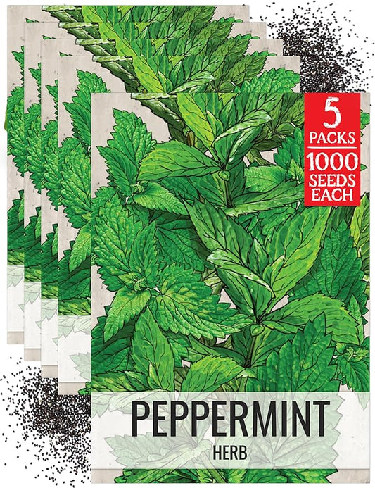 Seed Needs Peppermint Seeds for Planting - Non-GMO Heirloom & Untreated - Medicinal/Culinary Herb to Plant a Home Grown Indoor or Outdoor Garden (5 Packs)