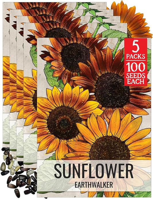 Seed Needs Earthwalker Sunflower Seeds for Planting Rustic Sunflowers - Heirloom & Open Pollinated Flower Seed to Plant an Outdoor Wildflower Butterfly Garden (5 Packs)