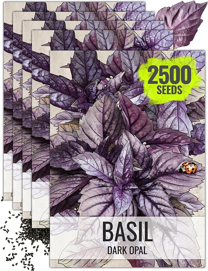 Seed Needs Opal Basil Seeds for Planting Red Basil Plants - Non-GMO Heirloom & Untreated Herb Seeds to Plant an Indoor or Outdoor Culinary Kitchen Garden (5 Packs)
