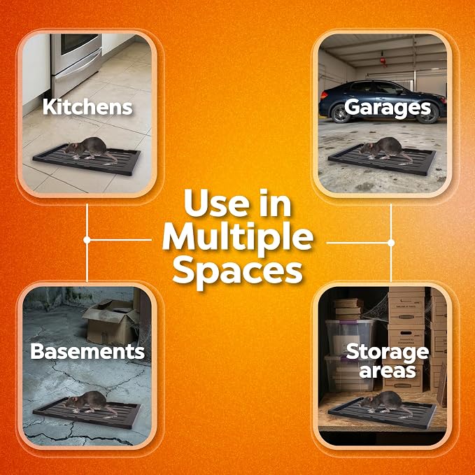 Glue trap for rats and mice, for extra large animals, without poison, non-toxic, you can release the animal just apply cooking oil. Easy to use indoor and outdoor use, Safe for people and pets
