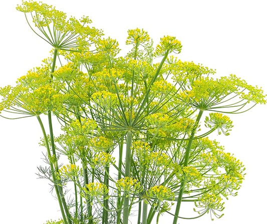 2000 Dill Seeds for Planting (Bouquet Variety) – Heirloom, Non-GMO, USA Grown Herb for Indoor/Outdoor Planting, Perfect for Pickling & Cooking by RDR Seeds