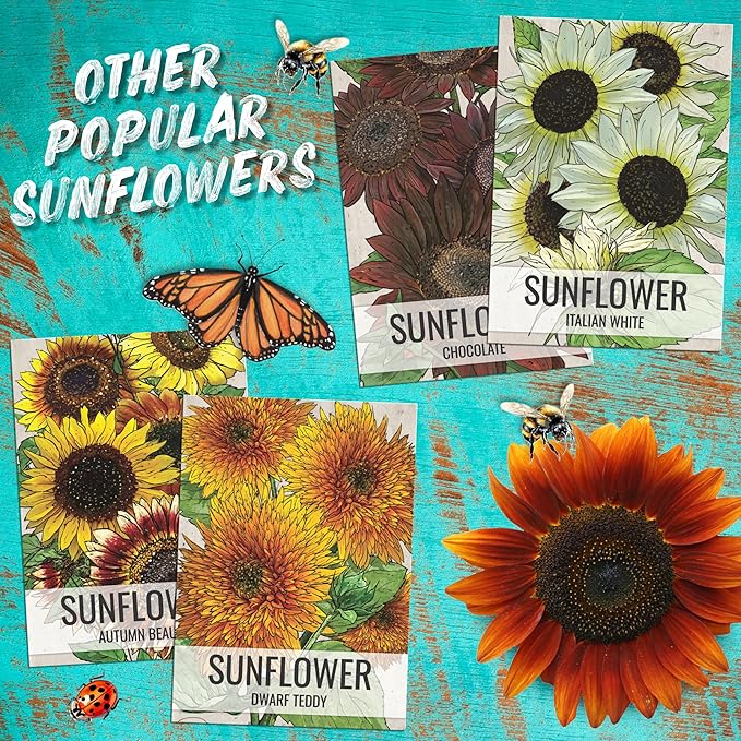 Seed Needs Sunflower Seeds for Planting Cherry Rose Sunflowers - Hybrid Flowers with Unique Bi-Colors for an Outdoors Flower Garden - Great for Cut Flowers in Bouquets & Floral Arrangements (2 Packs)