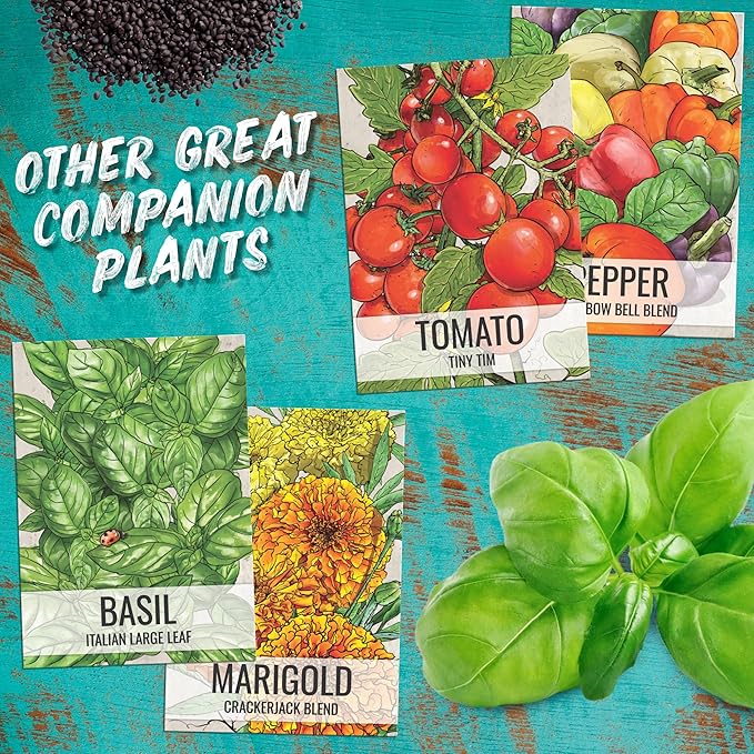 Seed Needs Culantro Seeds for Planting Mexican Coriander - Non-GMO Heirloom & Untreated Culinary/Medicinal Herbs to Grow an Indoor/Outdoor Herb Garden (20 Packs)