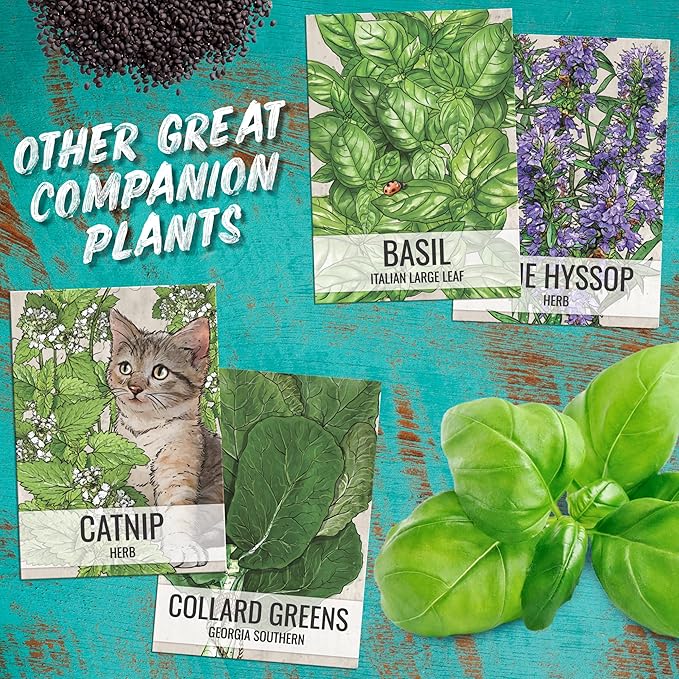 Seed Needs Catmint Seeds for Planting an Indoor/Outdoor Herb Garden - Non-GMO Heirloom & Untreated Herbal Plants - Great for Cats Nepeta mussinii (20 Packs)