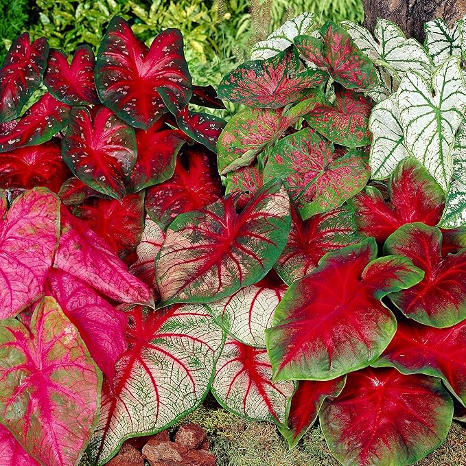 Garden State Bulb Mixed Caladium Bulbs, Bare Roots, Spring Planting (Bag of 20)