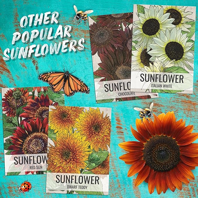 Seed Needs Autumn Beauty Sunflower Seeds for Planting Colorful Mixed Sunflowers - Heirloom & Open Pollinated Flower Seed to Plant an Outdoor Wildflower Butterfly Garden (1 Pack)