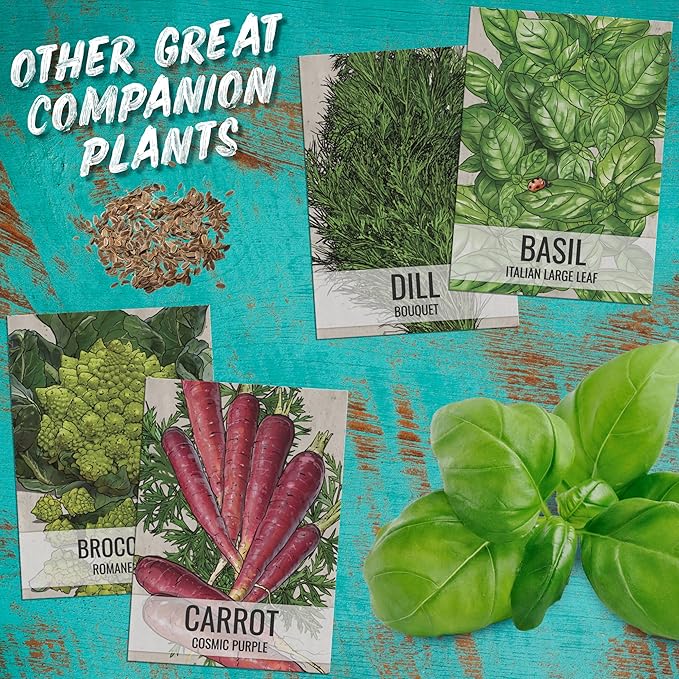Seed Needs Cilantro Seeds for Planting Coriander Kitchen Herbs - Non-GMO Heirloom & Untreated - Grow a Home Grown Herb Garden Indoors or Outdoors (5 Packs)