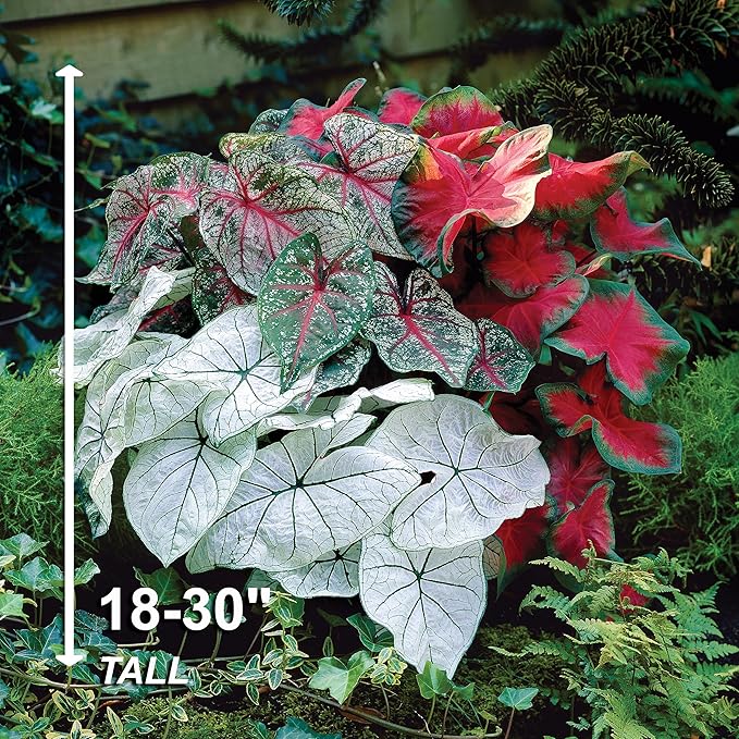 Garden State Bulb Mixed Caladium Bulbs, Bare Roots, Spring Planting (Bag of 20)