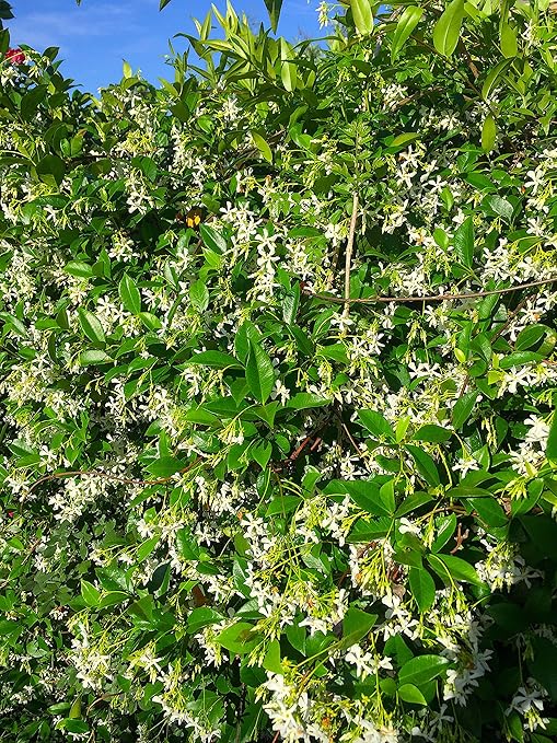 Nelson - Trees, Shrubs, & Evergreens Plant Food for In-Ground, Containers, & Patios, Granular Fertilizer, NutriStar 21-6-8 (15 lb.)